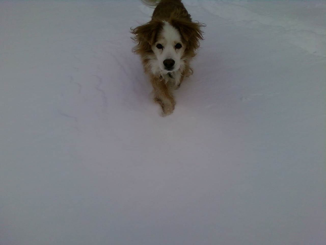 Dog running through snow like a ninja